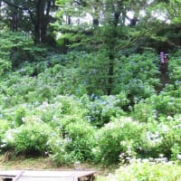 一万本のアジサイ…涸沼自然公園（茨城町）