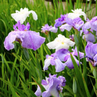 花しょうぶ（佐屋川創郷公園）
