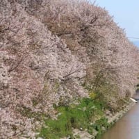 満開の桜と近鉄電車・近鉄田原本線（奈良県）