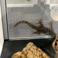 シャムの国から来ました