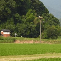 2025年06月27日　コウノトリ目撃情報