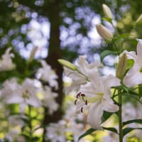 日比谷公園の百合（その1）