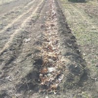溝を掘り、枯葉と糠にぼかし液をかけ、土をかぶせました