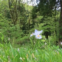 真木林道・春の山野草　ルリソウはエチゴルリソウ　2025/05/07
