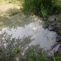 ようやく分水成る！