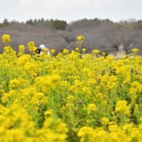 4月1日、昭和記念公園で黄色の花