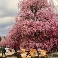 めずらしい梅と桜