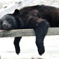 ツキノワグマの航と華