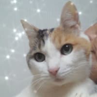 あけおめニャ！