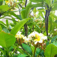 熱帯花木プルメリア