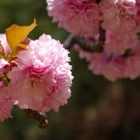 ソメイヨシノの次は八重桜