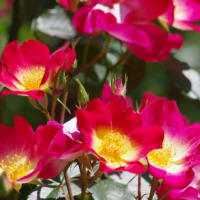 カクテル　薔薇　バラ科　早咲きで最も華やかな真っ赤な薔薇です。今日の野鳥：コマドリ