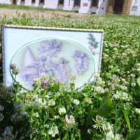 フィレンツエ散策の魅力の１つをご紹介❷：Giardino di Medici - Florence - Toscany - Italy