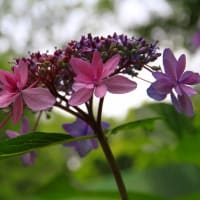 梅雨の晴れ間にアジサイを観に。。。（後編）