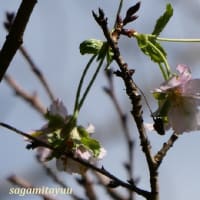 「県立相模原公園」では「ジュウガツザクラ」が開花の兆し！！