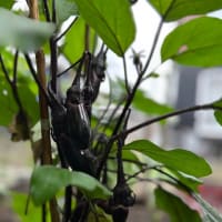 菜園