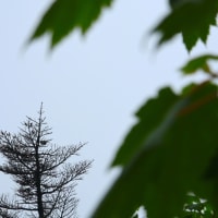 八幡平で鳴いてたウグイス