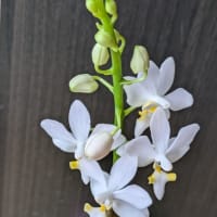 新入りさんです。