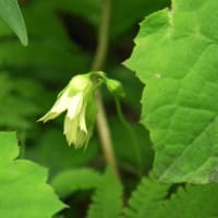 バイカモ（梅花藻）の花