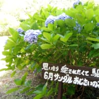 あじさいの花咲く小道