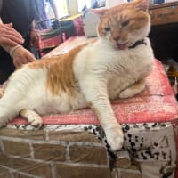飲食店応援 スシロー イオン天王町店 他 / 八百屋の猫店長めいちゃん (2407)
