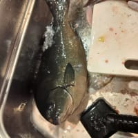イサキ１０匹の予定でしたが・・・珍魚連発(^O^)／