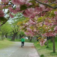 鶴岡公園散歩　（櫻）