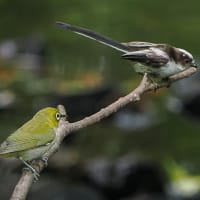 いつもの公園