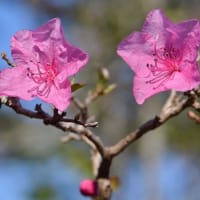 鉢植えのツツジ（１）「桜玄海ツツジ」