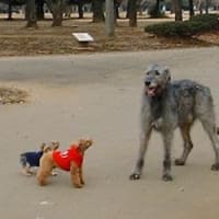 代々木公園での事🐶