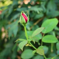 挿し木から咲く薔薇