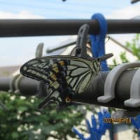 アゲハチョウが成虫に