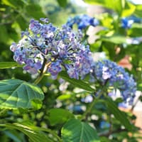 金泉寺「紫陽花」