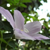 ハイビスカス　ロバツス　　　　精霊の守り花　　　　　　千葉県市川浦安アスファルト脇植物園・自宅