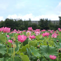 ★安曇野市豊科高家の綺麗なハスの花④  2024