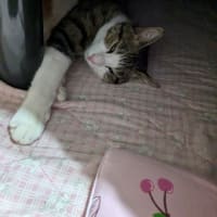 クリンへの想いは尽きなくて・・・265