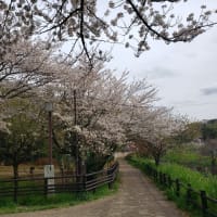 お花見目的の放浪は、高架下にて武蔵野エレジーへと変化した