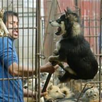 中共の動物虐待ビジネス
