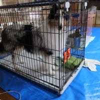 締め切り間近かです。