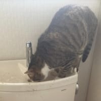 もにょ吉（猫）　トイレで