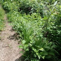 花立峠・登山道沿いの花　2025/06/21