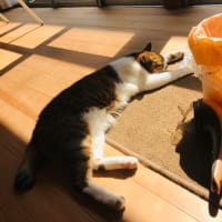カフェ巡り