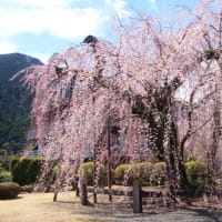 身延山「久遠寺」の枝垂れ桜（１）