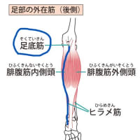 お尻の違和感はふくはらぎから起こる。