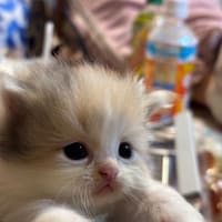 子猫ちゃんセール開催します🧚‍♂️