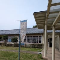 今年のサクラ