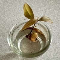 オサンポ walk - 植物plant : ”植物採集” ドングリ系？ Acorn