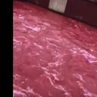 河の水が2キロに及び「血の赤 」に染まる＝中国　四川省
