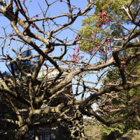 円覚寺の紅白