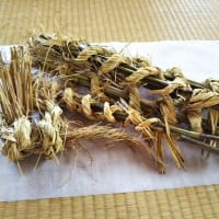 初めての、笹の葉採り。